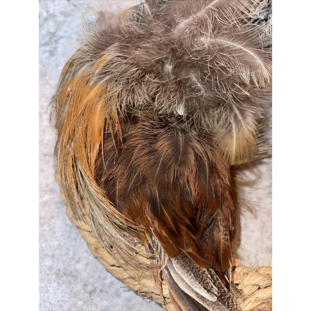 Ring Neck Pheasant Feathers Tails Pelt Down Heart Wreath Taxidermy 15